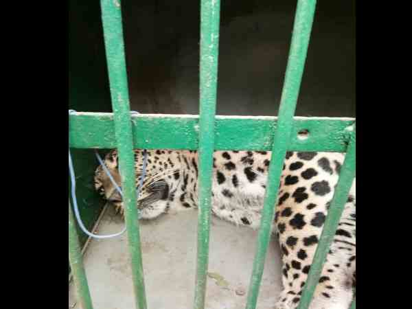 leopard attacked man in greater noida and then rescued by forest department leopard attacked man in greater noida and then rescued by forest department