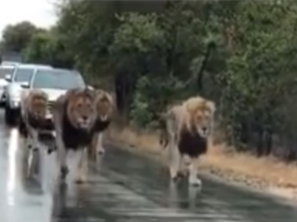 बाघ के परिवार ने सड़क पर डाला था डेरा