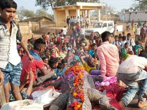 छत्तीसगढ़ में मगरमच्छ 'गंगाराम' की मौत पर रोया पूरा गांव