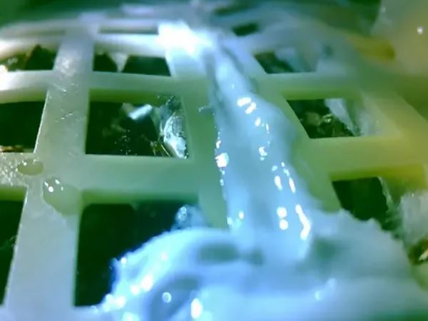 china tried growing cotton on moon but the plant died because of bad temperature conditions china tried growing cotton on moon but the plant died because of bad temperature conditions