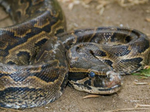 this is why Australians are seeing pythons more often in their toilet commode this is why Australians are seeing pythons more often in their toilet commode