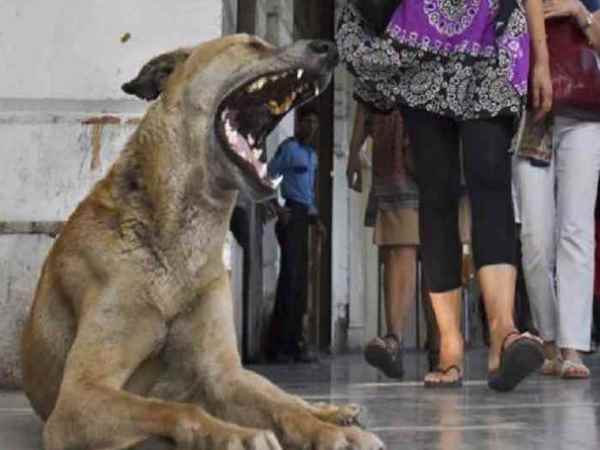 अस्पताल में कुत्तों का राज