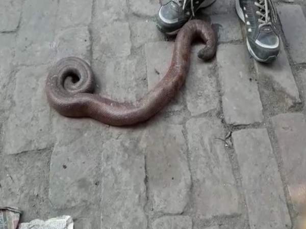 A man caught with double mouth snake in Lakhimpur Kheri A man caught with double mouth snake in Lakhimpur Kheri
