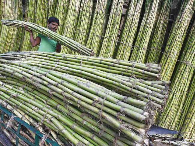 sugarcane sugarcane