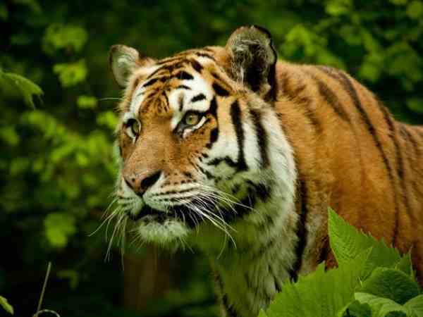 tiger ate two man in shahjahanpur tiger ate two man in shahjahanpur