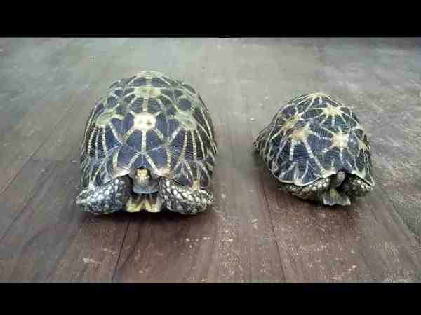 crime branch arrested a man for smuggling star tortoise in pune crime branch arrested a man for smuggling star tortoise in pune