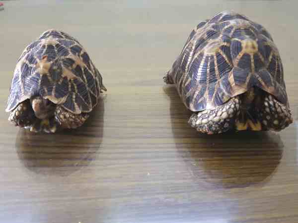 crime branch arrested a man for smuggling star tortoise in pune crime branch arrested a man for smuggling star tortoise in pune