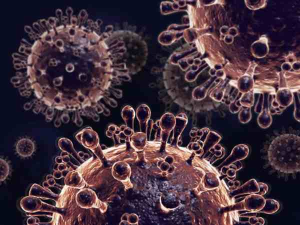 Brids are dying due to bird flu virus in Bihar Brids are dying due to bird flu virus in Bihar