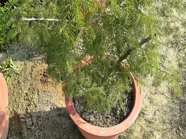 ऐसा करने के मजबूत होगा शनि ग्रह
