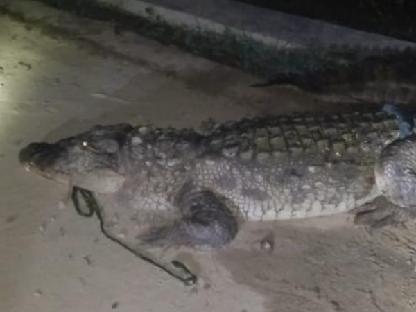 A crocodile came in village in Bahraich A crocodile came in village in Bahraich