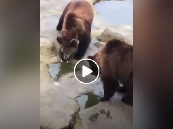 man accidently threw iphone while feeding bear in zoo man accidently threw iphone while feeding bear in zoo