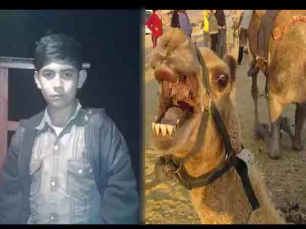 boy died after camel attacked him in parbhani in maharashtra boy died after camel attacked him in parbhani in maharashtra