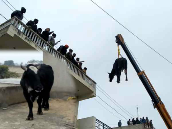 Bull climbs on the roof in rajasthans sikar Bull climbs on the roof in rajasthans sikar