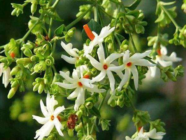 हरसिंगार की शास्त्रीय मान्यता