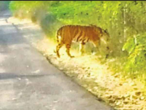 शिक्षक का दावा-उसने भी देखा था बाघ