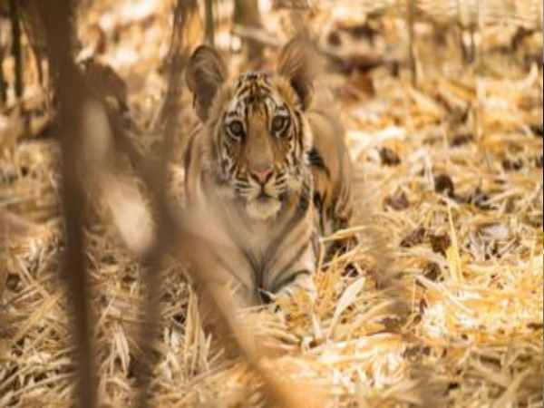 Gujarat: Tiger returns to the state after 27 long years, caught in night vision camera Gujarat: Tiger returns to the state after 27 long years, caught in night vision camera