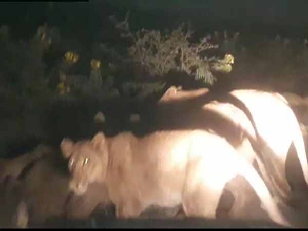 The pride of five lions killed 66 goats and one sheep in Gujarat village The pride of five lions killed 66 goats and one sheep in Gujarat village