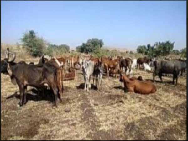 Gujarat: Leopard kills 3-year-old child in Junagadh Gujarat: Leopard kills 3-year-old child in Junagadh