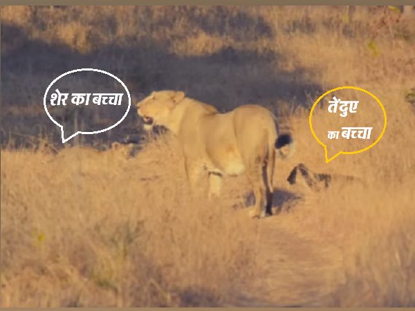 child of leopard reared by lioness raksha in forest of Gir in Junagarh child of leopard reared by lioness raksha in forest of Gir in Junagarh