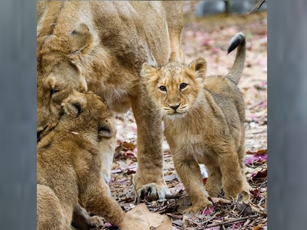 Gir forest, Gujarat, lion, lion cubs found dead, Paniya and Savarkundla ranges of Gir forest, Gir somnath, Gir Lion Deaths, Rajkot, शेर, गिर के जंगल, गुजरात, शेर की मौतें, राजकोट, गिर सोमनाथ, गिर Gir forest, Gujarat, lion, lion cubs found dead, Paniya and Savarkundla ranges of Gir forest, Gir somnath, Gir Lion Deaths, Rajkot, शेर, गिर के जंगल, गुजरात, शेर की मौतें, राजकोट, गिर सोमनाथ, गिर