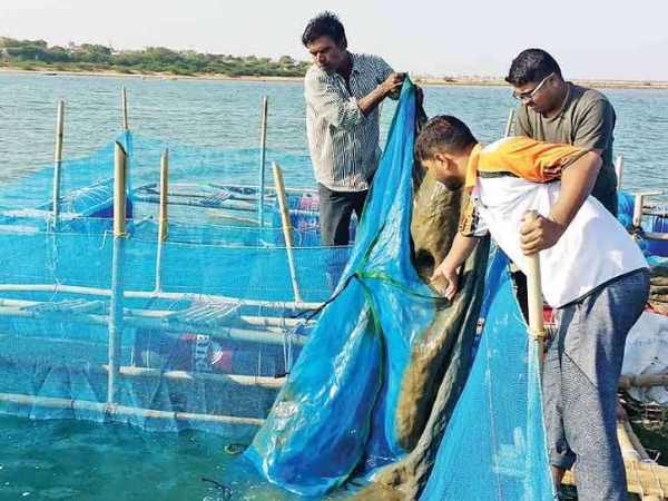 433 गुजराती मछुआरे पाकिस्तानी जेलों में कैद