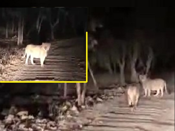 Video of illegal Lion Show in Gir forest area goes viral Video of illegal Lion Show in Gir forest area goes viral