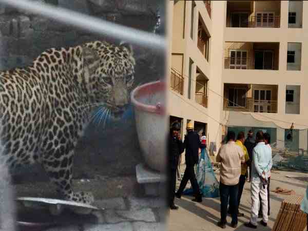 leoprad attacks in residental area in punes mundhwa leoprad attacks in residental area in punes mundhwa
