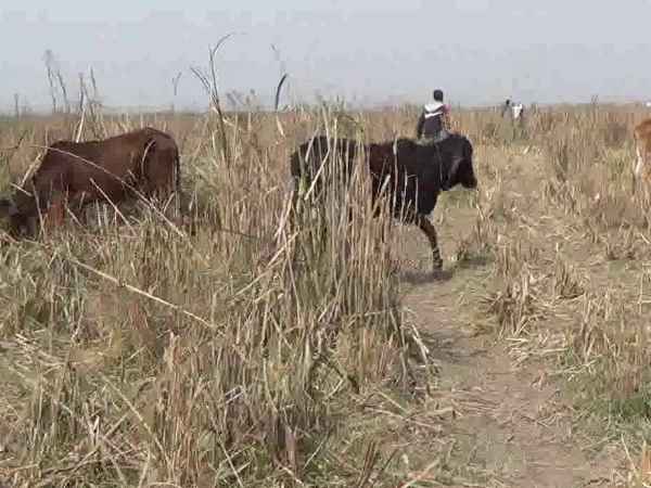 दूर-दूर तक गायों के खाने के लिए कुछ नहीं