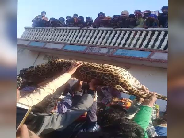 Rajasthan Villagers Take Selfie with panther dead body Rajasthan Villagers Take Selfie with panther dead body