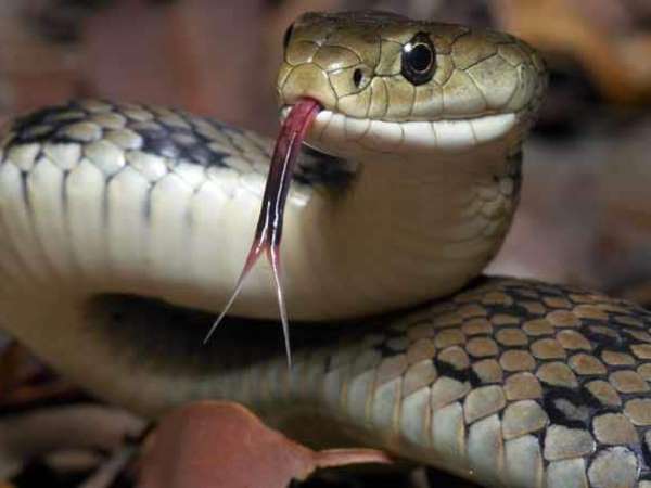 For Valentines Day, You can give your ex boy friend or girlfriend name to snake in australia Zoo For Valentines Day, You can give your ex boy friend or girlfriend name to snake in australia Zoo