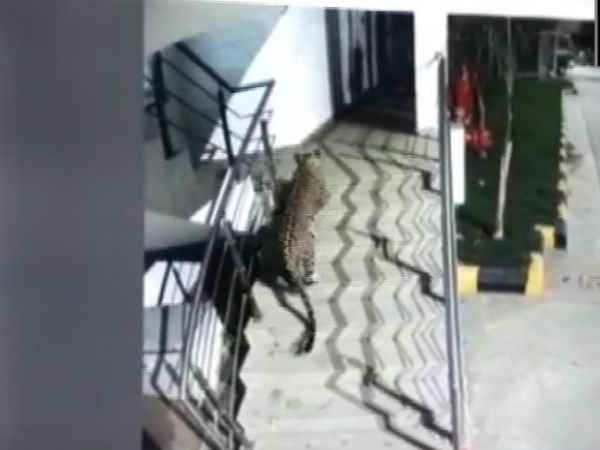 A leopard has been spotted at the basement of a hotel in Thane A leopard has been spotted at the basement of a hotel in Thane