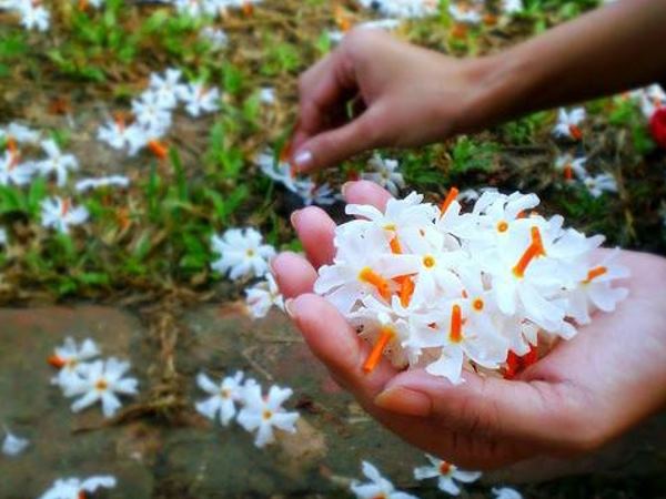 पारिजात के लाभ