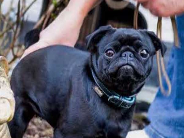 Debt collector sells familys prized dog for Rs 60k because of unpaid bills Debt collector sells familys prized dog for Rs 60k because of unpaid bills