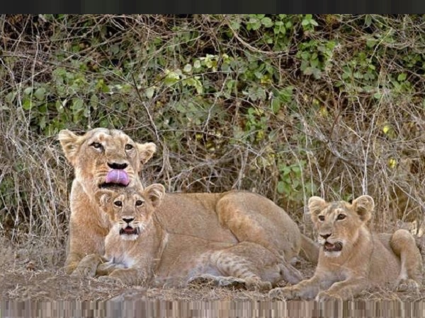 Two Lion Cubs Found Dead in Gir Forests Sasan Gir Two Lion Cubs Found Dead in Gir Forests Sasan Gir