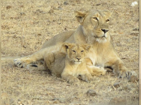 Two Lion Cubs Found Dead in Gir Forests Sasan Gir Two Lion Cubs Found Dead in Gir Forests Sasan Gir