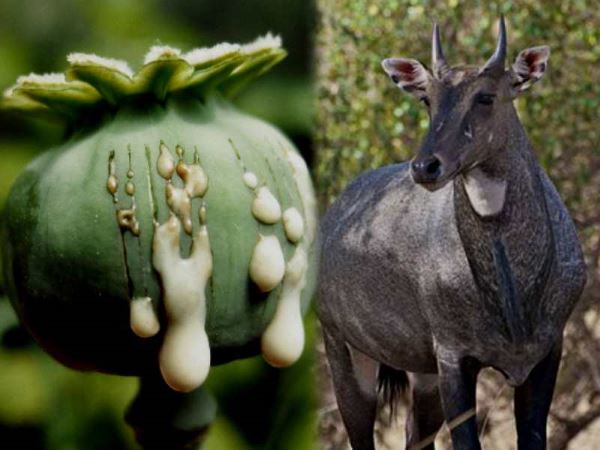 किसानों की मेहनत पर फेर रही पानी