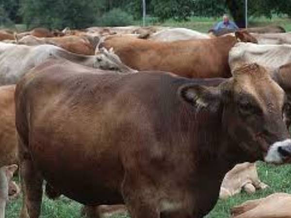 स्टाफ बोला-बीमारियों से हुई गायों की मौत
