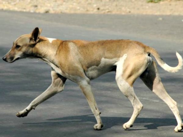 Dog run carrying newborn baby in mouth Dog run carrying newborn baby in mouth