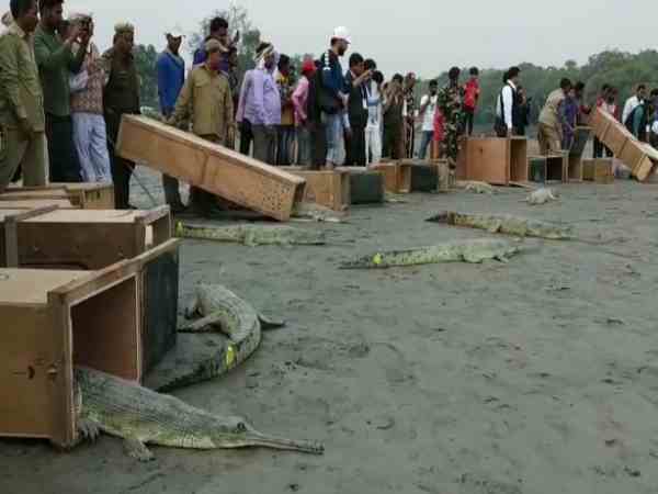 32 मादा और 8 नर घड़ियाल छोड़े