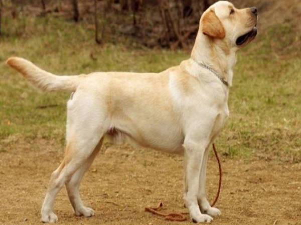 Family told daughter-in-law, Dogs will stay here, you get out of the house in delhi Family told daughter-in-law, Dogs will stay here, you get out of the house in delhi
