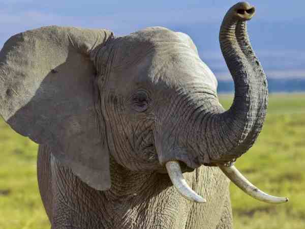 one died after elephant attacked devotees on occasion of mahashivratri one died after elephant attacked devotees on occasion of mahashivratri