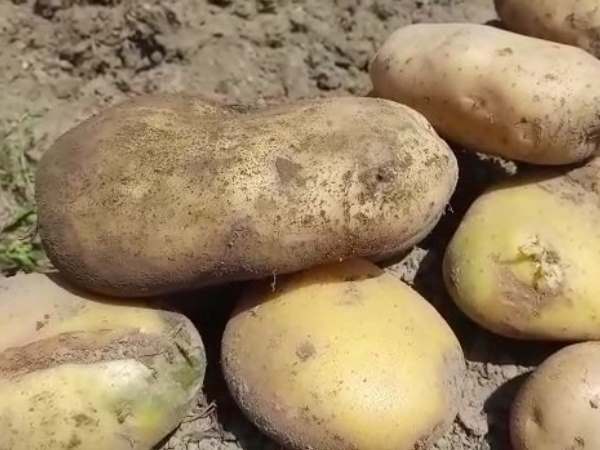 Etah district jail prisoner organic farming Etah district jail prisoner organic farming