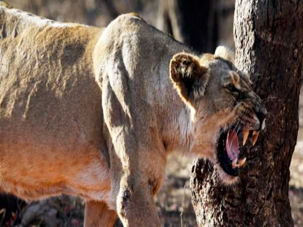 Lioness, lion attack on humans, gir jungle, lion, sasan gir, Gujarat, lion in Gujarat, Rajkot, Gir Gadhada, गिर, शेर, शेरनी, हर मंडिया गांव, गुजरात, जंगल गुजरात, गिर नेशनल पार्क Lioness, lion attack on humans, gir jungle, lion, sasan gir, Gujarat, lion in Gujarat, Rajkot, Gir Gadhada, गिर, शेर, शेरनी, हर मंडिया गांव, गुजरात, जंगल गुजरात, गिर नेशनल पार्क