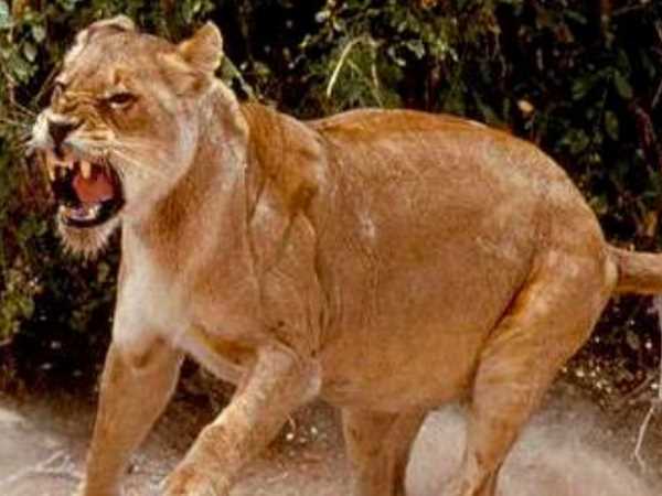 Lioness attack on human in Gir Gadhada village of gujarat Lioness attack on human in Gir Gadhada village of gujarat