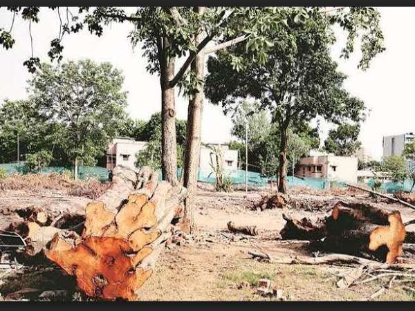 'हटाए जा रहे पेड़ों को दूसरी जगह नहीं लगा पाएंगे'