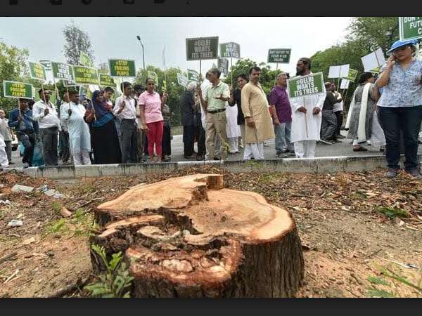 सरकार के तर्क- विकास कार्यों के लिए कटवा रहे हैं इतने पेड़