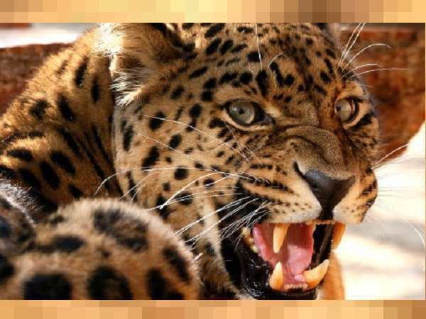 Leopard attack on humans in gujarats village Leopard attack on humans in gujarats village