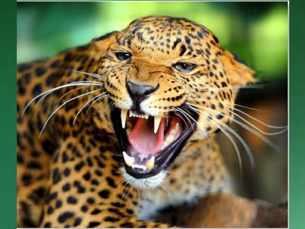 Leopard attack on humans in gujarats village Leopard attack on humans in gujarats village
