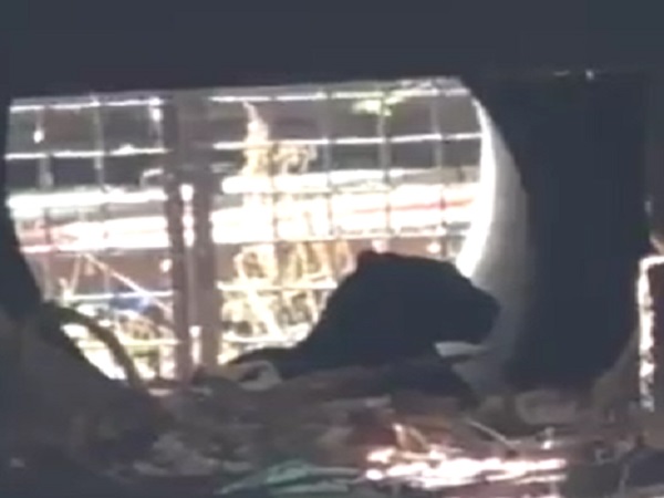 leopard enters in junagadh university and hunt a dog leopard enters in junagadh university and hunt a dog