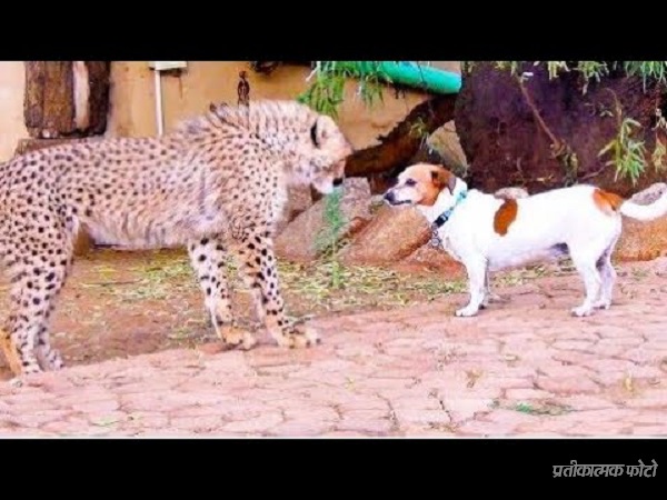 leopard enters in junagadh university and hunt a dog leopard enters in junagadh university and hunt a dog
